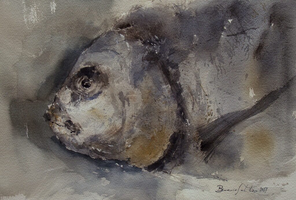 Dorada