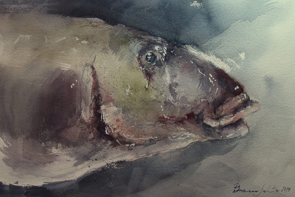 Peces. Maragota